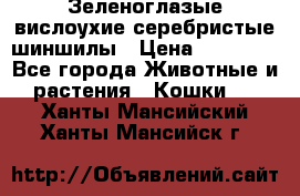 Зеленоглазые вислоухие серебристые шиншилы › Цена ­ 20 000 - Все города Животные и растения » Кошки   . Ханты-Мансийский,Ханты-Мансийск г.